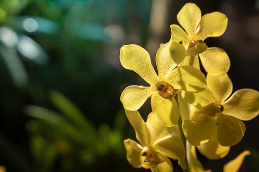 Beautiful blooming orchids in forest, On the bright sunshine