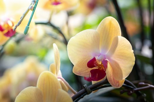 Beautiful blooming orchids in forest, On the bright sunshine