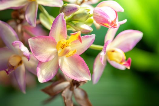 Beautiful blooming orchids in forest, On the bright sunshine