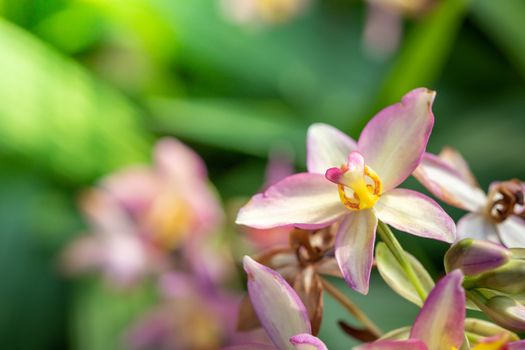 Beautiful blooming orchids in forest, On the bright sunshine