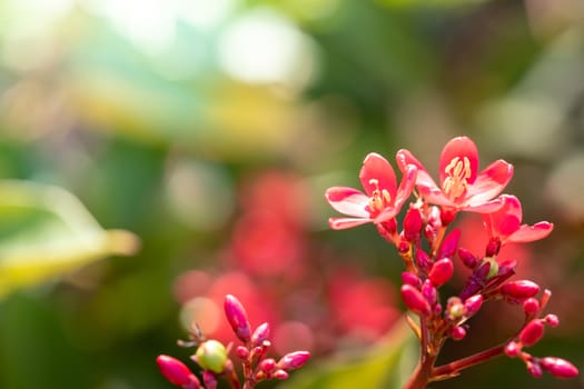 The background image of the colorful flowers, background nature