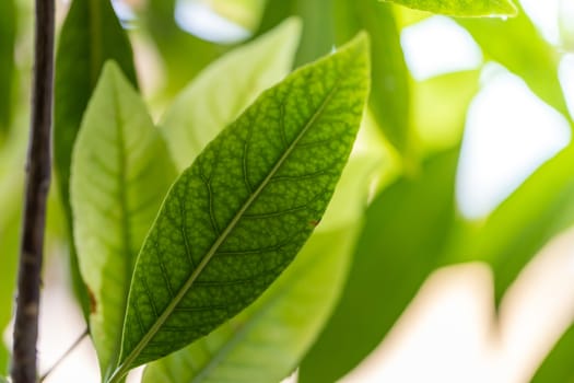 Close Up green leaf under sunlight in the garden. Natural background with copy space.