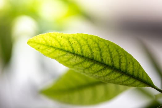 Close Up green leaf under sunlight in the garden. Natural background with copy space.