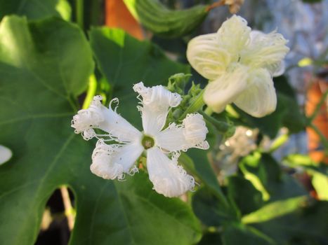 Unique white flower of Exotic tropical Trichosanthes cucumerina, snake gourd or serpent cucumber