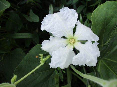 Unique white flower of Lagenaria siceraria, long melon, New Guinea bean and Tasmania bean, sort of gourd-bearing vines in the squash family