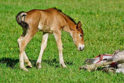 Horse with a Foal on the Green Lawn