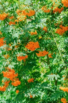 European rowan or mountain-ashes fruit 