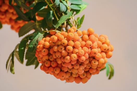 European rowan or mountain-ashes fruit 