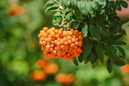 European rowan or mountain-ashes fruit 