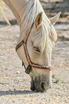 Portrait of a palomino mare in the paddock