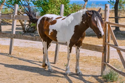 Horse in the paddock