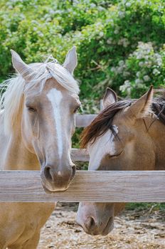 Portrait of a palomino mare in the paddock