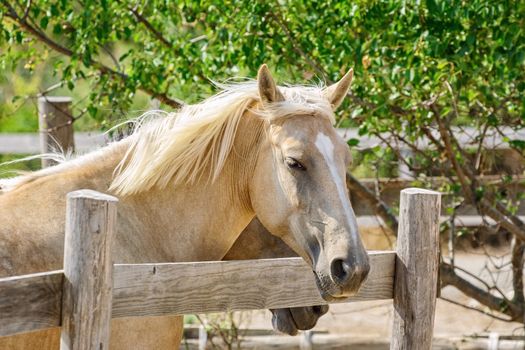 Portrait of a palomino mare in the paddock