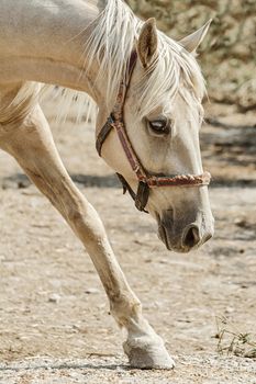 Portrait of a palomino mare in the paddock