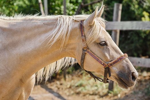 Portrait of a palomino mare in the paddock