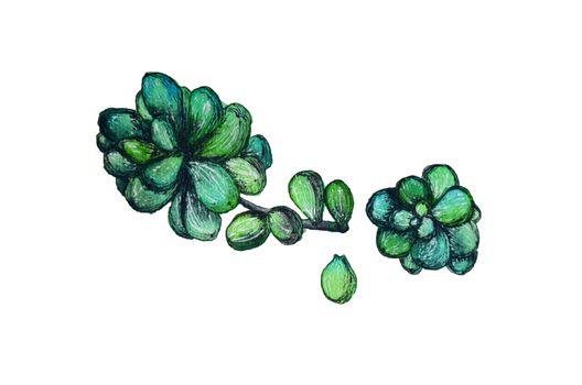 Watercolor succulent illustration with green leaves