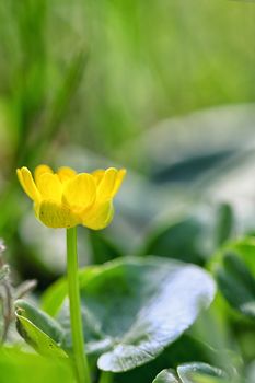 A Fig Buttercup Blooming In Early Spring