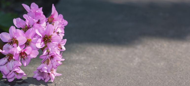 Elegant floral background. Pink flower over concrete. Bergenia crassifolia at spring.