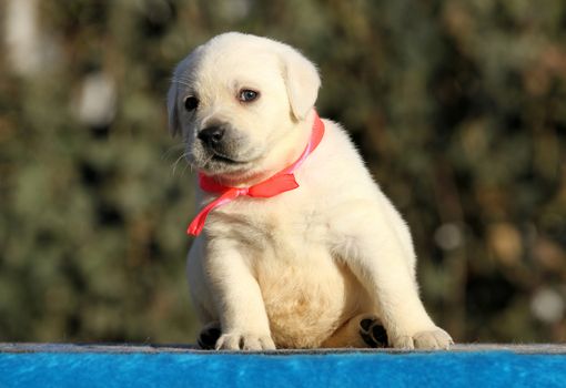 little labrador puppy on a blue background