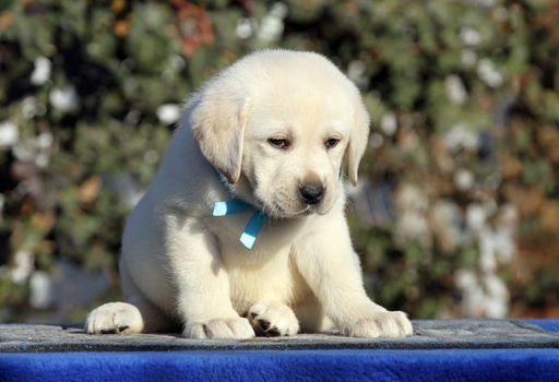 sweet little labrador puppy on a blue background