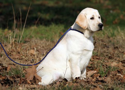 the yellow labrador sitting in the park