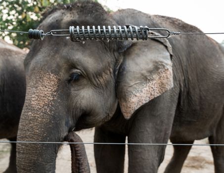 Elephant in captivity behind an electric fence in Chitwan, Nepal