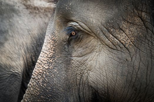 Portrait of Asian elephant in Chitwan, Nepal. Second elephant in the background.
