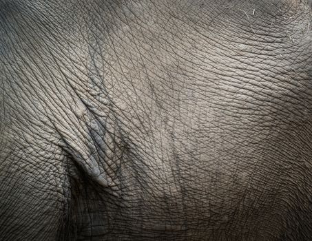 Closeup shot of elephant skin texture