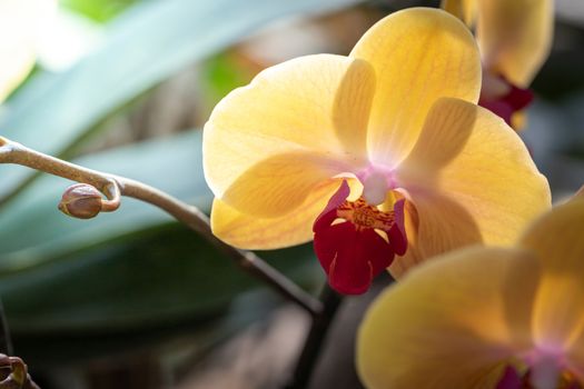 Beautiful blooming orchids in forest, On the bright sunshine