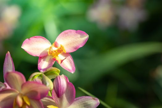 Beautiful blooming orchids in forest, On the bright sunshine