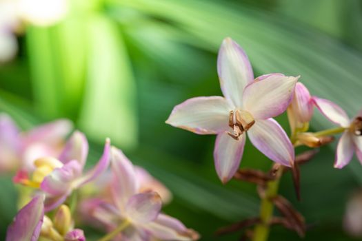 Beautiful blooming orchids in forest, On the bright sunshine