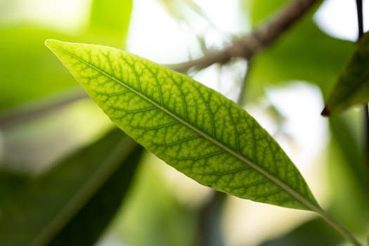 Close Up green leaf under sunlight in the garden. Natural background with copy space.