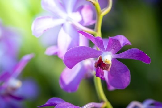 Beautiful blooming orchids in forest, On the bright sunshine