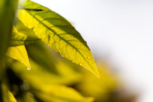 Close Up green leaf under sunlight in the garden. Natural background with copy space.