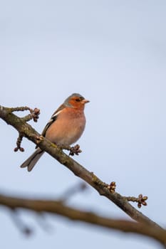 small bird, common chaffinch (Fringilla coelebs) perched on the branch, agricultural field and feeding. Europe Czech Republic wildlife