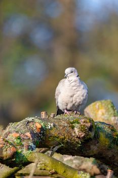 bird Eurasian collared dove, Streptopelia decaocto, close up portrait on colorfull blurred background in spring garden. Europe Czech Republic wildlife