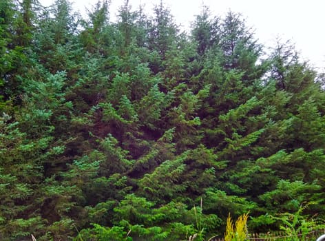 a green forest in uk