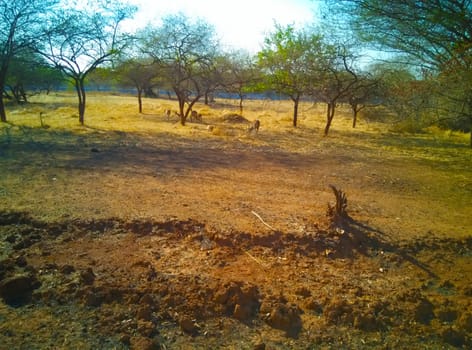 an indian forest in summer