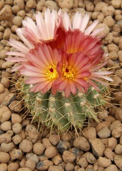 Close-up of a cactus flower in the desert.