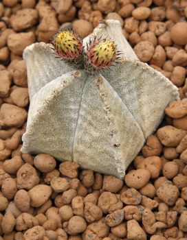 Close-up of a cactus flower in the desert.