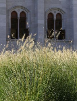 Tall grass with monumental windows in background.