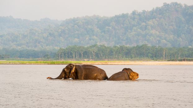 Two elephants bathing in the Gandak river at sunset in Chitwan national park, Nepal