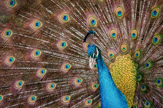 Peacock to spread his tail, showing its feathers. Close up portrait of peacock 