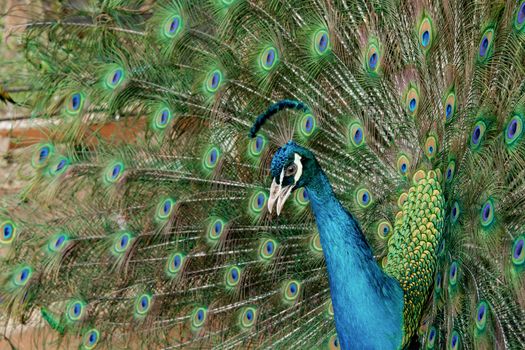 Peacock to spread his tail, showing its feathers. Close up portrait of peacock 