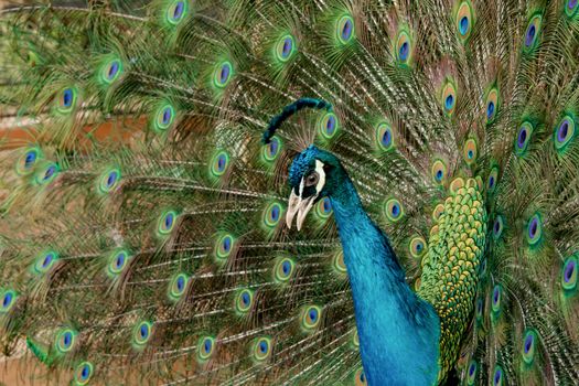 Peacock to spread his tail, showing its feathers. Close up portrait of peacock 