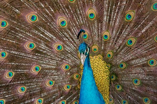 Peacock to spread his tail, showing its feathers. Close up portrait of peacock 