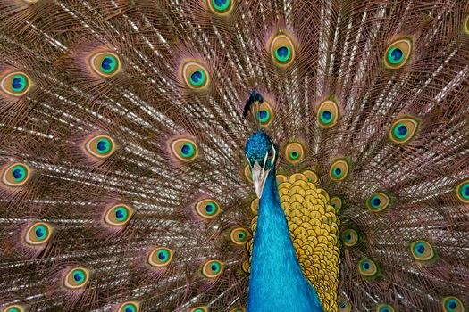 Peacock to spread his tail, showing its feathers. Close up portrait of peacock 