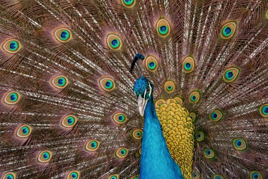 Peacock to spread his tail, showing its feathers. Close up portrait of peacock 