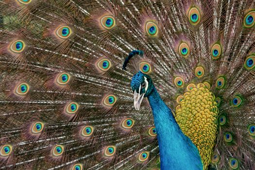 Peacock to spread his tail, showing its feathers. Close up portrait of peacock 