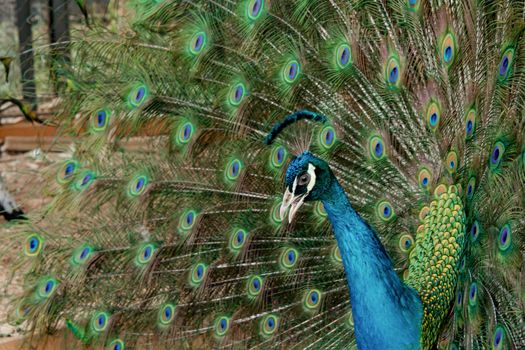 Peacock to spread his tail, showing its feathers. Close up portrait of peacock 